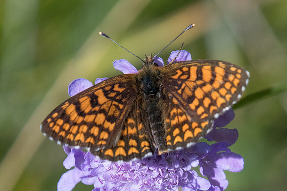 Melitaea varia id--6699 - Termignon - 15/07/22