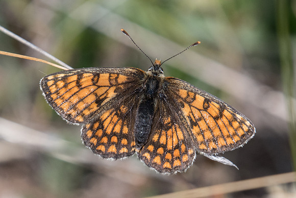 Melitaea varia - 6096 - Greolieres les neiges - 27/06/20