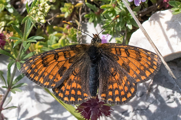 melitaea varia --0381 - Greoliere les neiges - 27/06/20
