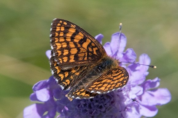 Melitaea varia id--6717 - Termignon - 15/07/22