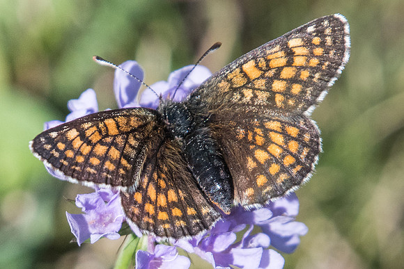Melitaea varia id--9234 - Termignon - 16/07/22