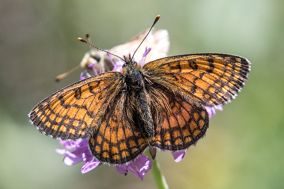 Melitaea varia id--9151 - Termignon - 16/07/22