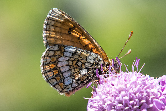 Melitaea varia id--9133 - Termignon - 16/07/22