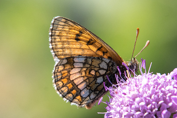 Melitaea varia id--9138 - Termignon - 16/07/22