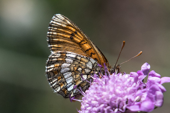 Melitaea varia id--9126 - Termignon - 16/07/22
