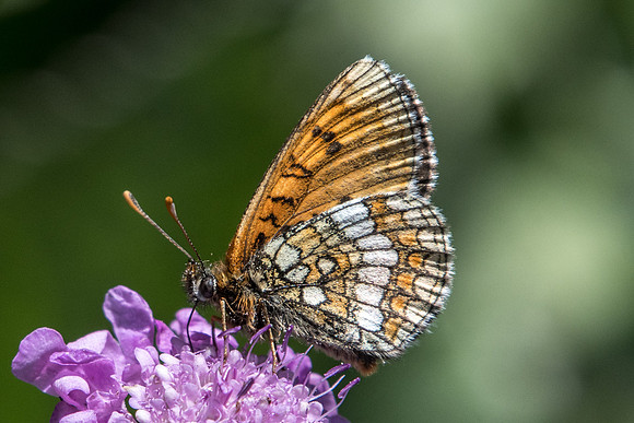 Melitaea varia id--9140 - Termignon - 16/07/22