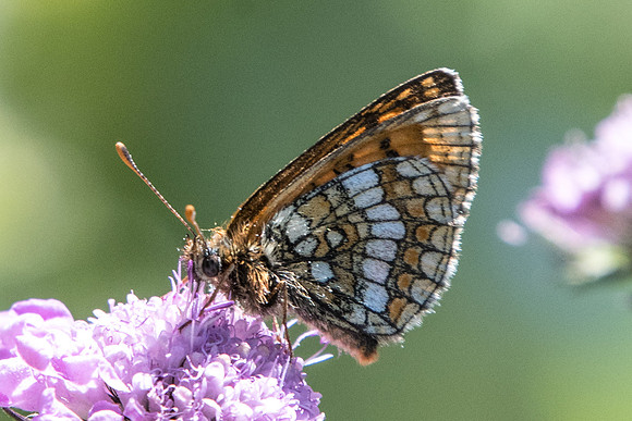 Melitaea varia id--9112 - Termignon - 16/07/22