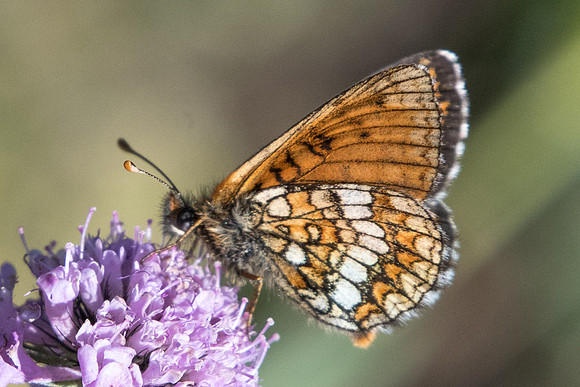 Melitaea varia id--9195 - Termignon - 16/07/22