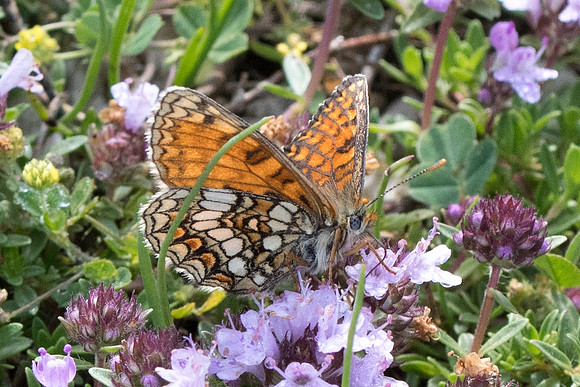 Melitaea varia-0402 - Greoliere les neiges - 19/03/22