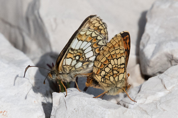 Melitaea varia-6020 - Greoliere les neiges - 27/06/20