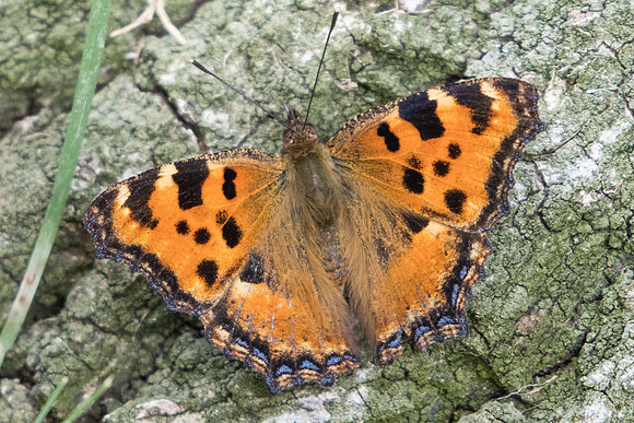 Nymphalis polychloros-2542 Autoroute a6 - 12/06/22