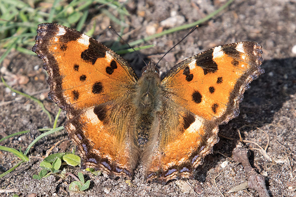 Nymphalis polychloros - 0402 - Fontainebleau