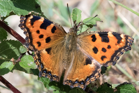Nymphalis polychloros-4664 - Fontainebleau - 13/06/20