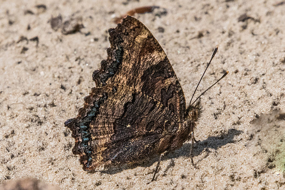 Nymphalis polychloros-4663 - Fontainebleau - 13/06/20