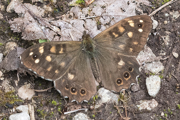 Pararge aegeria Tircis -5836 - Aprey - 30/07/21