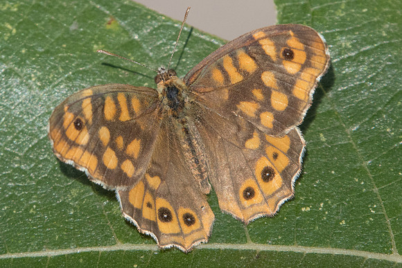 Pararge aegeria aegeria-8732 - Castelnau de Guers - 2/10/22