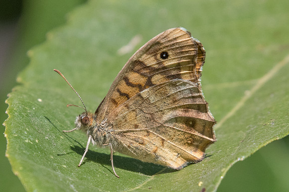 Pararge aegeria aegeria-8741 - Castelnau de Guers - 2/10/22