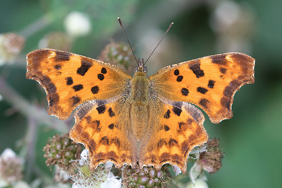 Polygonia c-album - 4156 - Croissy-beaubourg - 3/07/22