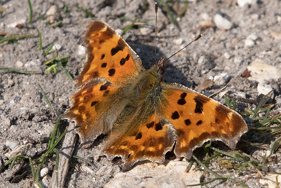 Polygonia c-album - 0418 - Fontainebleau - 19/03/22