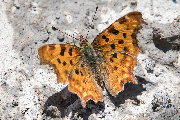 Polygonia c-album-3048 - Beuil - 25/06/21