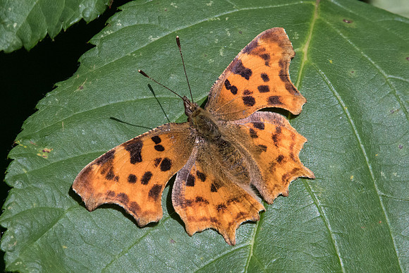Polygonia c-album