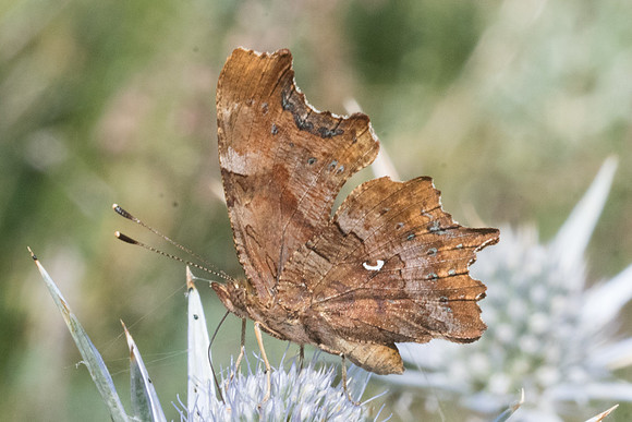 Polygonia c-album-6209 - Llo - 20/07/23