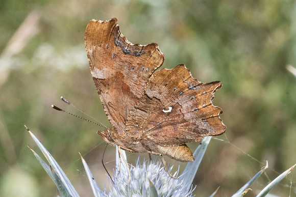 Polygonia c-album-6205 - Llo - 20/07/23
