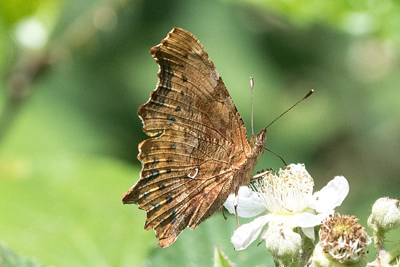 Polygonia c album - 4198 - Croissy-beaubourg - 3/07/22