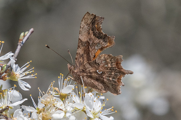 Polygonia c album - Arbonne la forêt - 8/04/20
