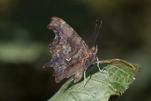 Polygonia c-album (Robert le diable) - Paris - 22/08/19