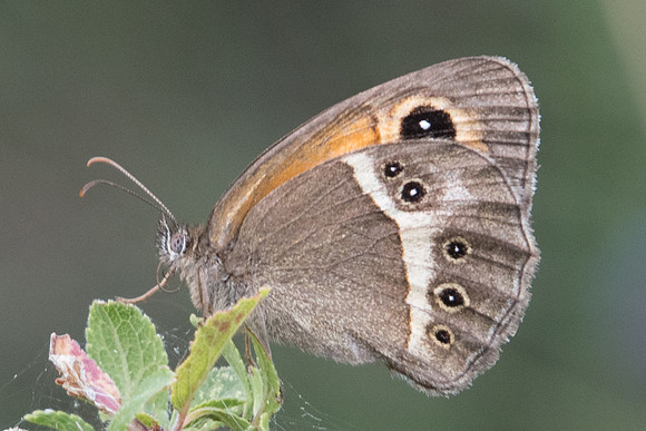 Pyronia bathseba-1033 Route Eus-Sournia - 15/07/23