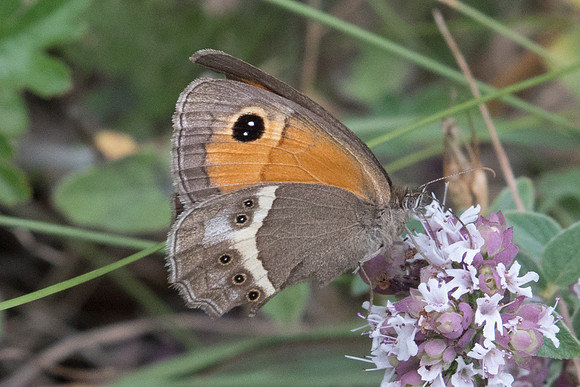 Pyronia bathseba-1865 - Sournia - 15/07/23