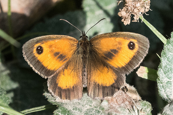 Pyronia cecilia -7111 -Nohedes - 23/07/23