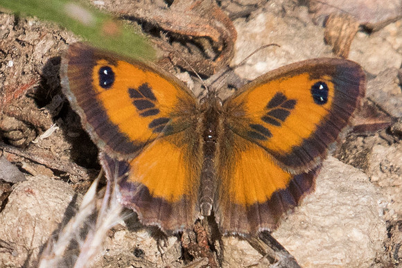 Pyronia cecilia-0850 - Route Eus-Sournia - 15/07/23