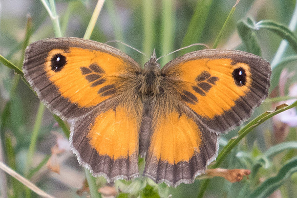 Pyronia cecilia-1073 - Route Eus-Sournia - 15/07/23