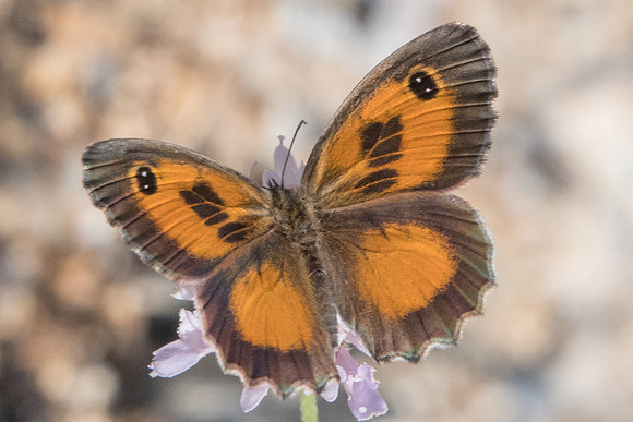 Pyronia cecilia-1316 Route Eus-Sournia - 15/07/23