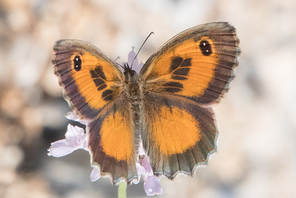 Pyronia cecilia-1319 Route Eus-Sournia - 15/07/23