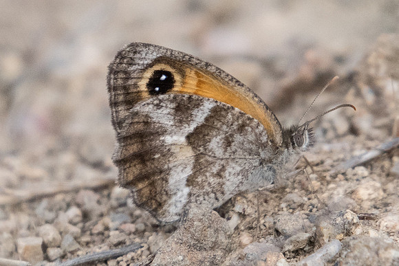 Pyronia cecilia-1072 - Route Eus-Sournia - 15/07/23