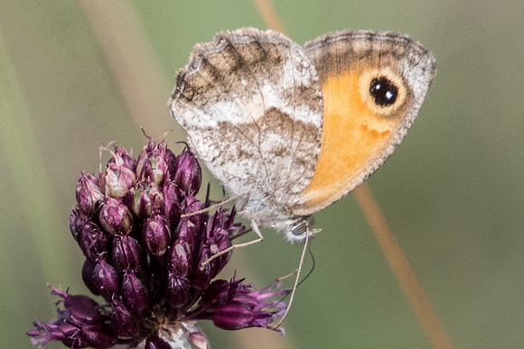 Pyronia cecilia-1076 - Route Eus-Sournia - 15/07/23