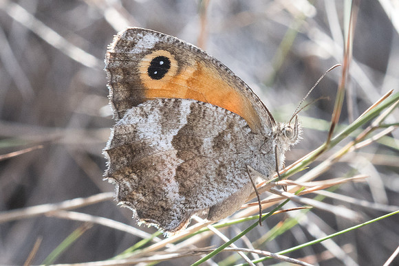Pyronia cecilia-0528 - Calce - 14/07/23