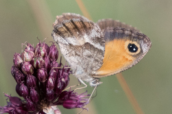 Pyronia cecilia-1078 -  Route Eus-Sournia - 15/07/23