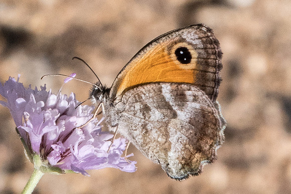 Pyronia cecilia-1297 - Route Eus-Sournia - 15/07/23