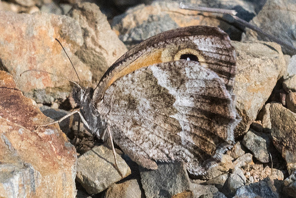 Pyronia cecilia-0683 - Calce - 14/07/23