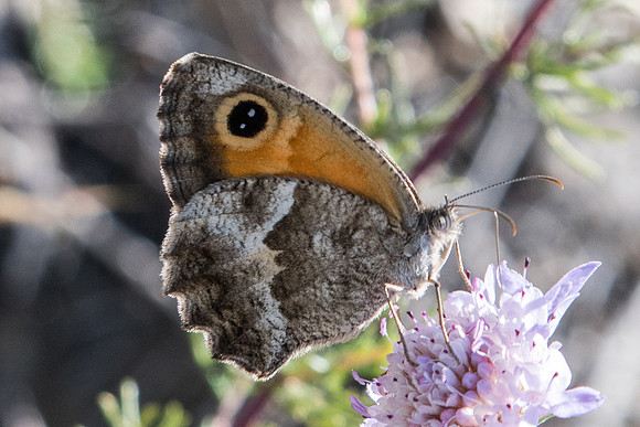 Pyronia cecilia-1231 Route Eus-Sournia - 15/07/23