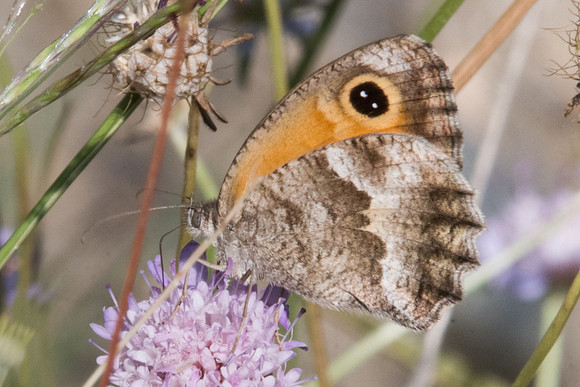 Pyronia cecilia-1169 Route Eus-Sournia - 15/07/23