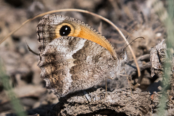 Pyronia cecilia-1235 - Route Eus-Sournia -  15/07/23