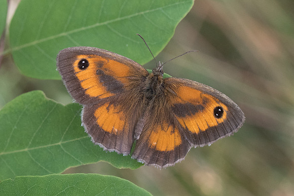 Pyronia tithonus ♂ - Orly sur Morin - 21/07/19