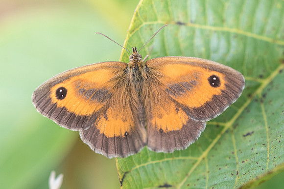 Pyronia tithonus ♂ 8961 - Précy - 15/07/17