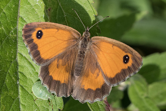Pyronia tithonus ♀-8514 Orly sur Morin - 21/07/19