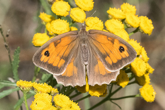 Pyronia tithonus - 5840 -  Llo 20/07/23